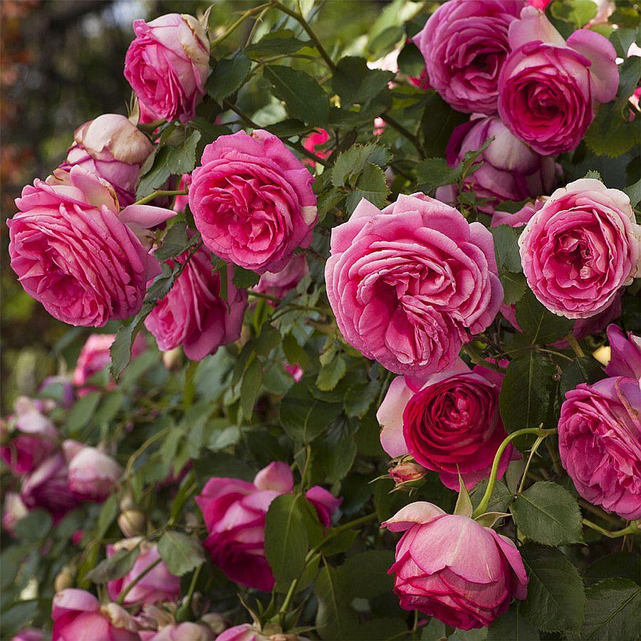 Троянда Cyclamen Pierre de Ronsard ® (Цикламен П'єр де Ронсар)