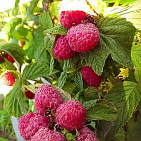 Малина Лазаревська