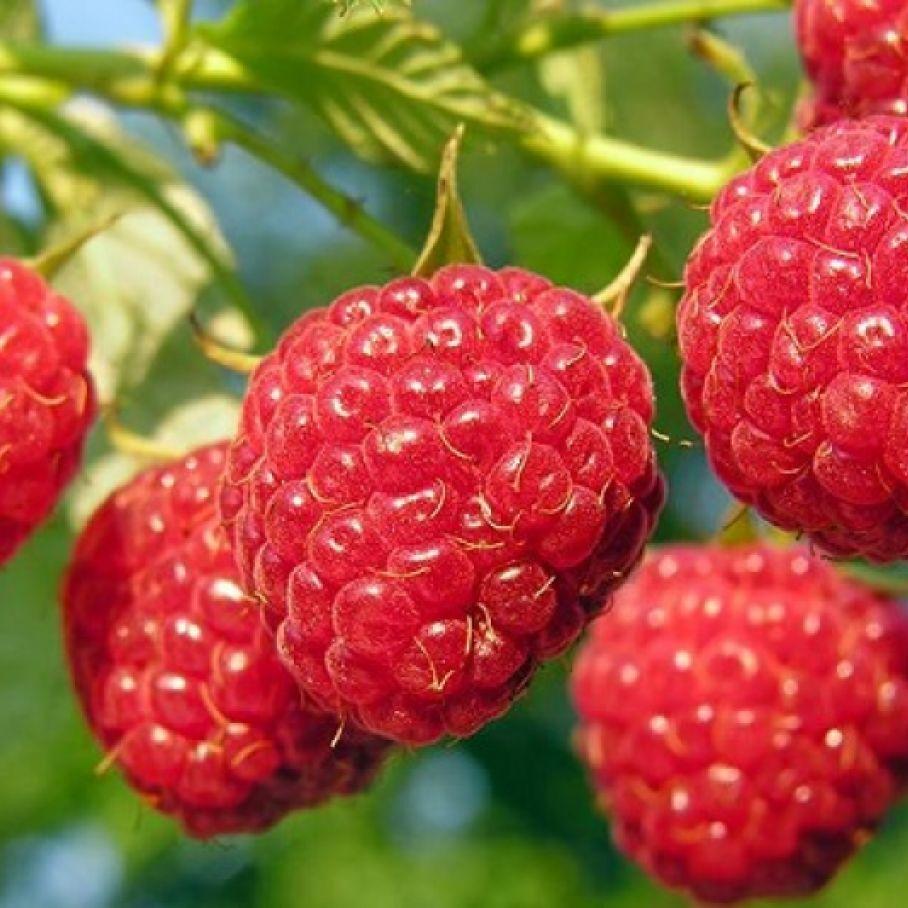 Саджанці ремонтантної малини Маджестік (Majestic) - великоплідна, транспортабельна