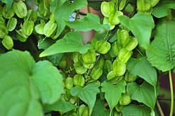 Діоскореї екстракт-концентрат 30 мл