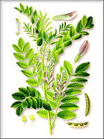 Солодка екстракт 30мл /фитолайн/