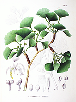 Екстракт гінкго білоба 30мл /НовоФит/