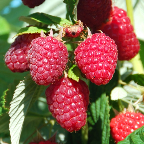 Саджанці ремонтантної малини Генералісимус - урожайна, морозостійка, крупноплідна