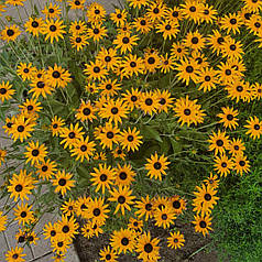 Рудбекія, ЗКС в горщиках 1.0 л