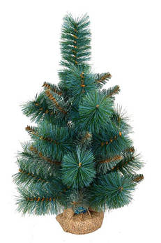 Сосна новорічна h-0,60 м "Царська блакитна" 903711 G-Rich