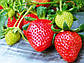 Розсада полуниці Аргентера (Argentera) - пізня, урожайна, транспортабельна, фото 2
