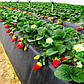 Розсада полуниці Аргентера (Argentera) - пізня, урожайна, транспортабельна, фото 4