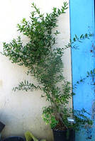 Гранат Гюлоша рожева. У контейнерах 12 л.