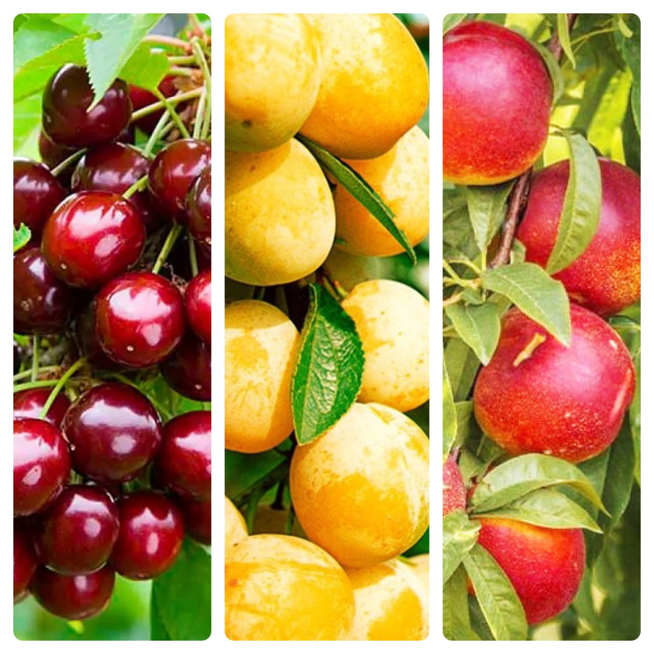 Комплект Колоновидних Дерев " Слива Біла Медова,Черешня Квін Мері,Нектарин Фантазія" входить 3 саджанці, фото 1
