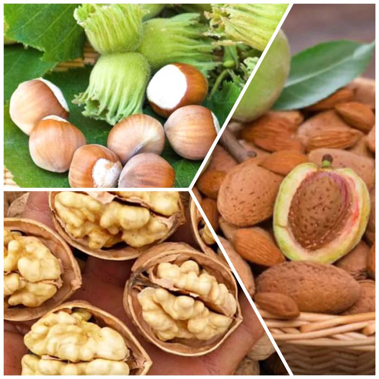 Комплект Горіхів "Грецький Горіх Велетень, Фундук Королівський,Мигдаль Десертний" з 3-х саджанців, фото 1