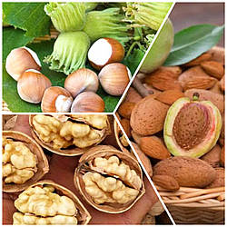 Комплект Горіхів "Грецький Горіх Велетень, Фундук Королівський,Мигдаль Десертний" з 3-х саджанців