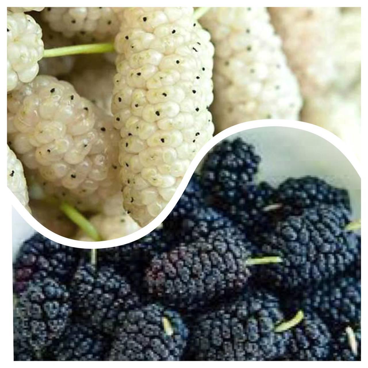 Комплект Шовковиць "Медова, Королівська" з 2-х саджанців, фото 1