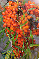 Обліпиха Клавдія жіноча. Промисловий сорт