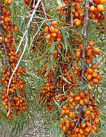 Обліпиха "Медова" жіноча (низькоросла)