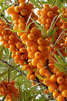 Обліпиха "Єва" дівчинка (Термін дозрівання - кінець серпня)