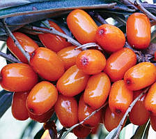 Обліпиха "Велетень" жіноча (середньорослий кущ)