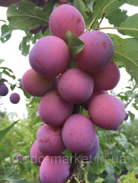 Слива колоновидна Командор, фото 1