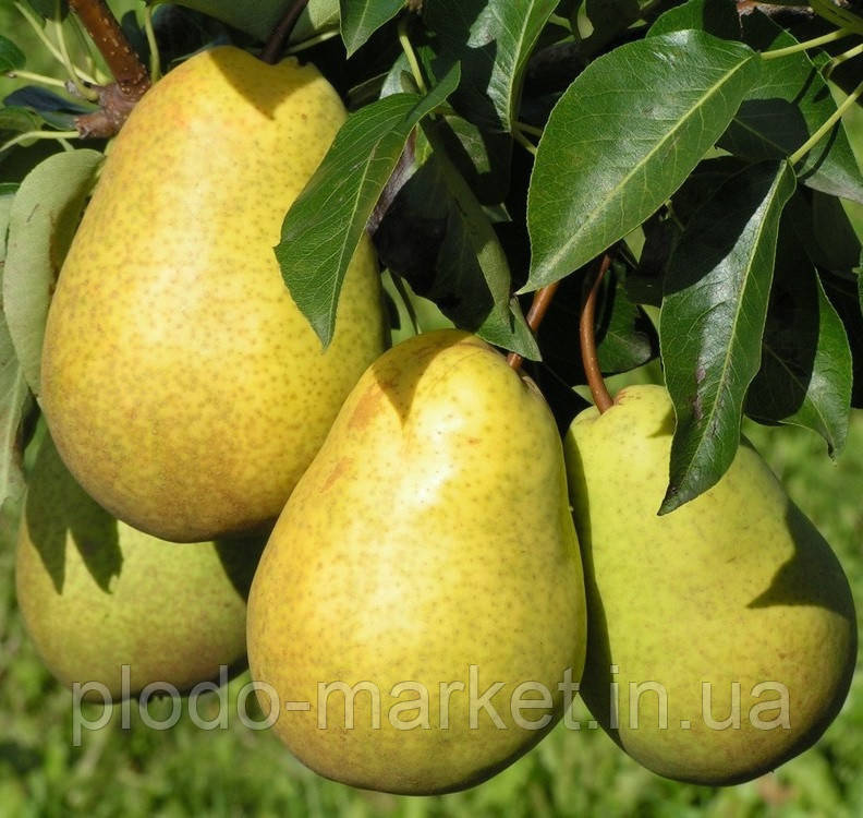 Груша колоноподібна Г-5, фото 1