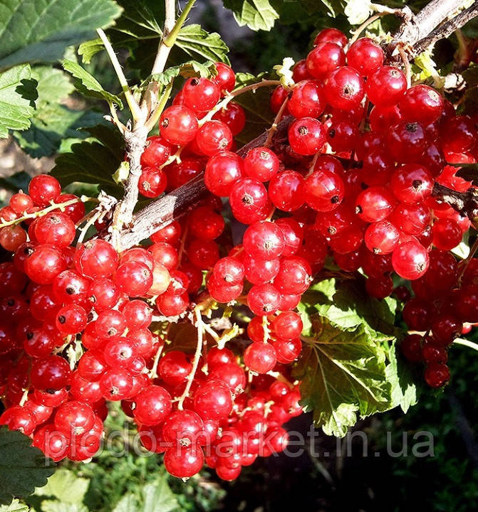 Червона Смородина "Ролан" (голандська селекція) (2-річний саджанець)