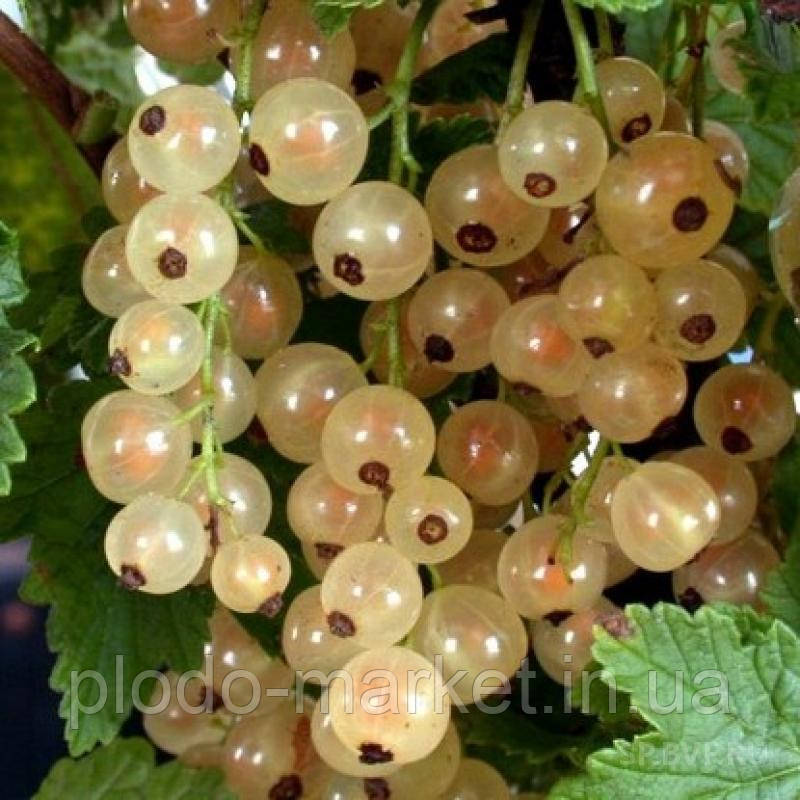 Смородина "Біла Фея" (2-х річний саджанець), фото 1