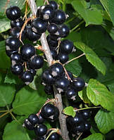 Чорна смородина "Дачниця" (2-х річний саджанець)