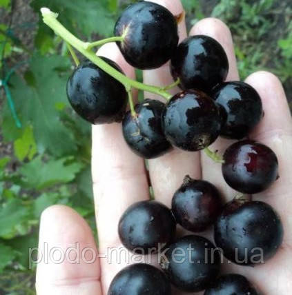 Смородина чорна "Софіївська" (середньопізній строк, великоплідний сорт) (2-х річний саджанець)