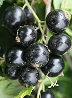 Смородина чорна "Білоруська-солодка" (середній термін дозрівання) (2-х річний саджанець)