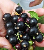 Смородина Чорна "Бона" (супер-ранній термін дозрівання) (2-х річний саджанець)