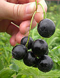 Смородина Чорна "Бона" (супер-ранній термін дозрівання) (2-х річний саджанець), фото 2