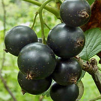 Чорна смородина "Титанія" (2-х річний саджанець)