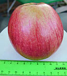 Яблуня "Пінова" (зимовий сорт, пізній термін дозрівання), фото 2