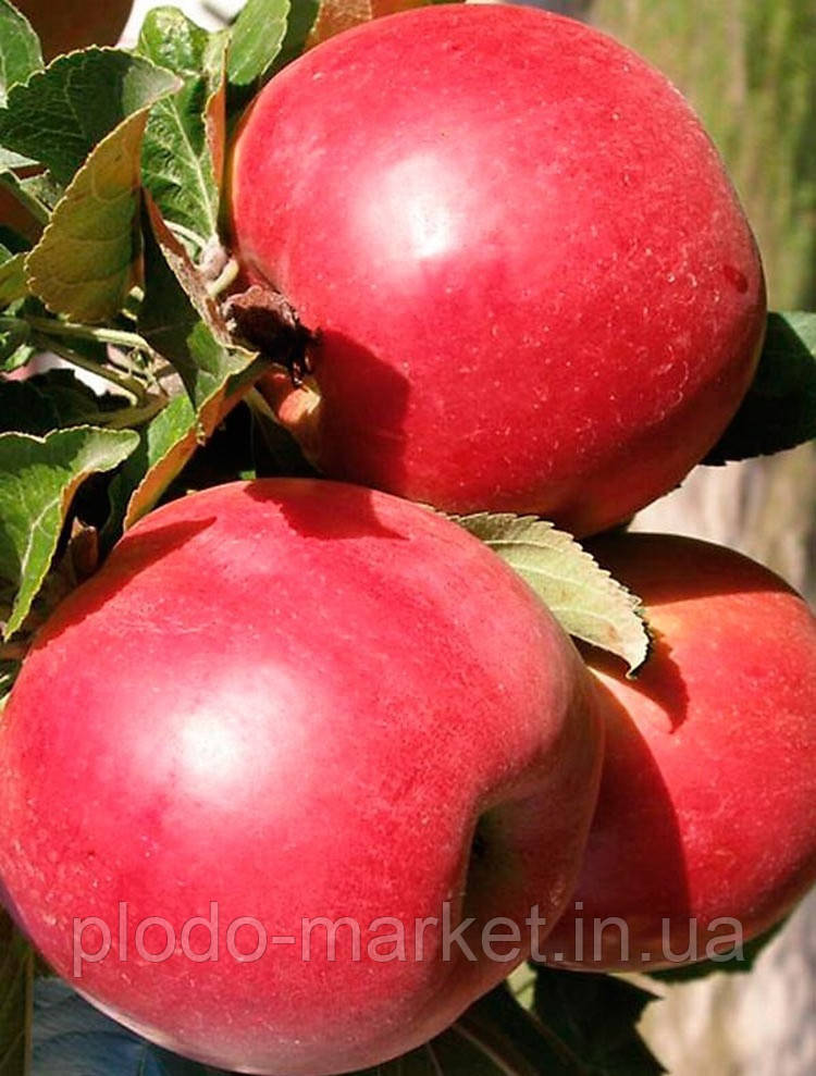 Яблуня "Женева ерлі" (ранній термін дозрівання), фото 1