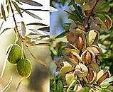 Саджанці Мигдалю Привитого"Антик" (Високоврожайний), фото 3