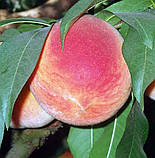 Персик "Посол Миру" (середньостиглий, морозостійкий), фото 2