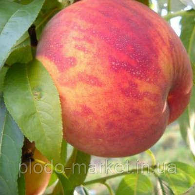 Персик "Посол Миру" (середньостиглий, морозостійкий), фото 1
