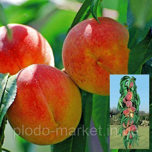 Персик "Медовий" | Колоновидний, фото 1