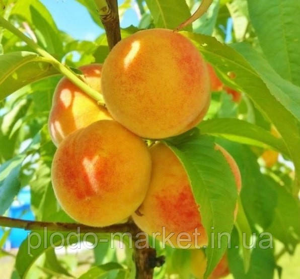 Персик Колоновидний | "Сувенір", фото 1