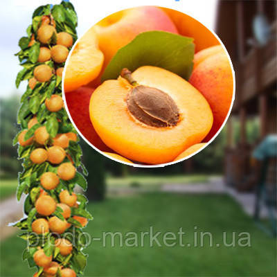 Абрикос колоноподібний "Зоряний", фото 1