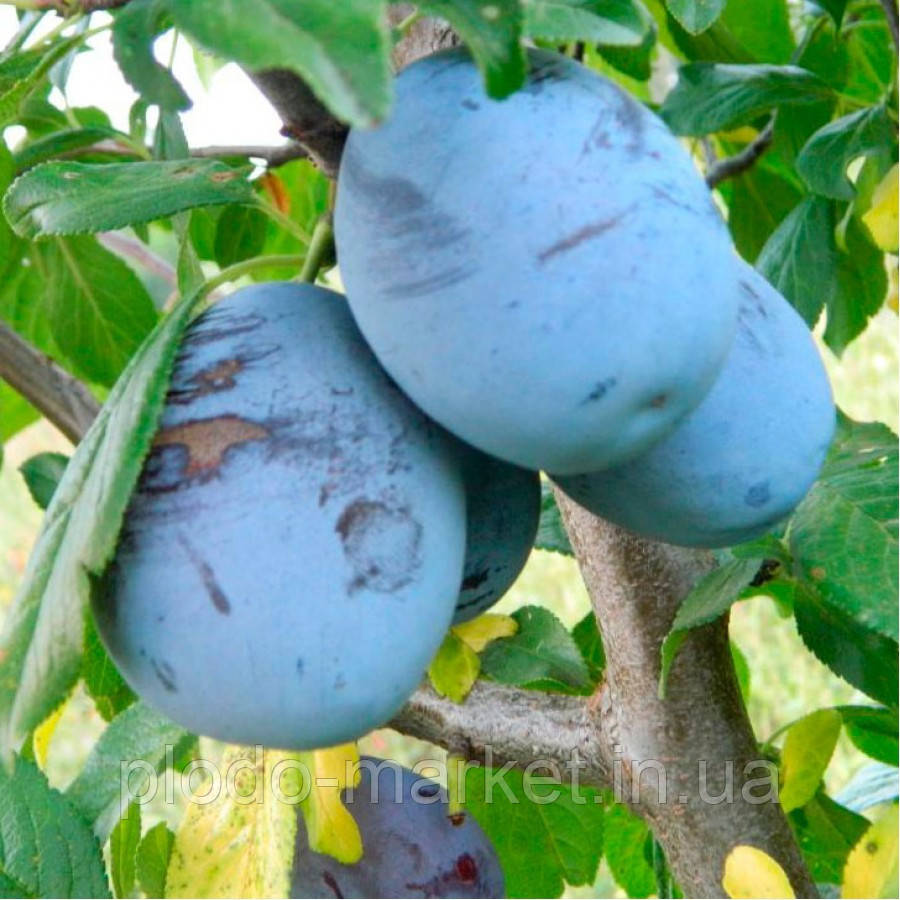 Слива "Амерс" (осінній сорт, пізній строк достигання), фото 1