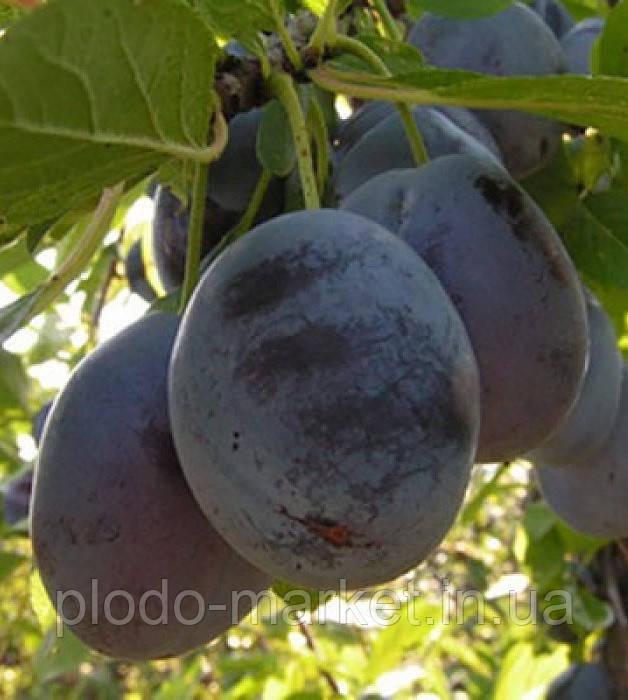 Слива "Блю Фрі" (осінній сорт, пізній строк достигання), фото 1