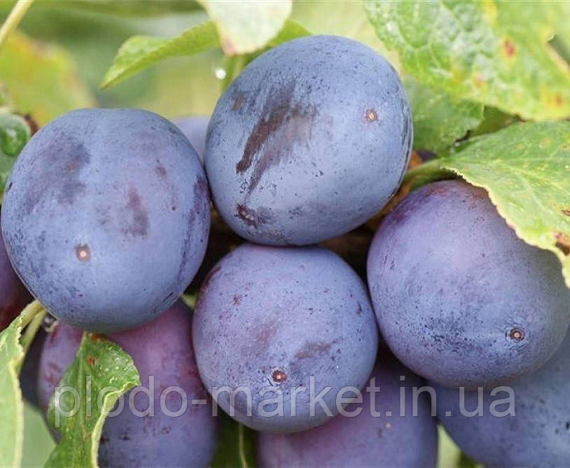 Слива "Хаганта" (крупноплідна, зимостійка), фото 1