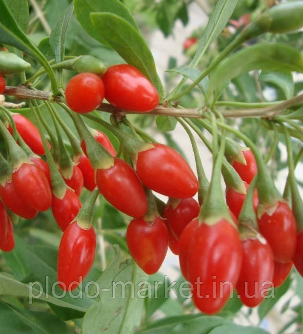 Годжі "Біг Беррі " Big Berry (середня, великоплідна, ремонтантна)