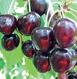 Саджанці Черешні "Наполеон чорна" (річний сорт, пізній термін дозрівання), фото 2