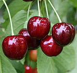 Черешня "Ярославна", фото 2