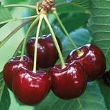 Саджанці Вишні "ЗУСТРІЧ" (літній сорт, ранній термін дозрівання), фото 2