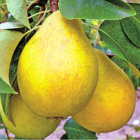 Груша "Дюшес" (зимовий сорт, пізній строк достигання)