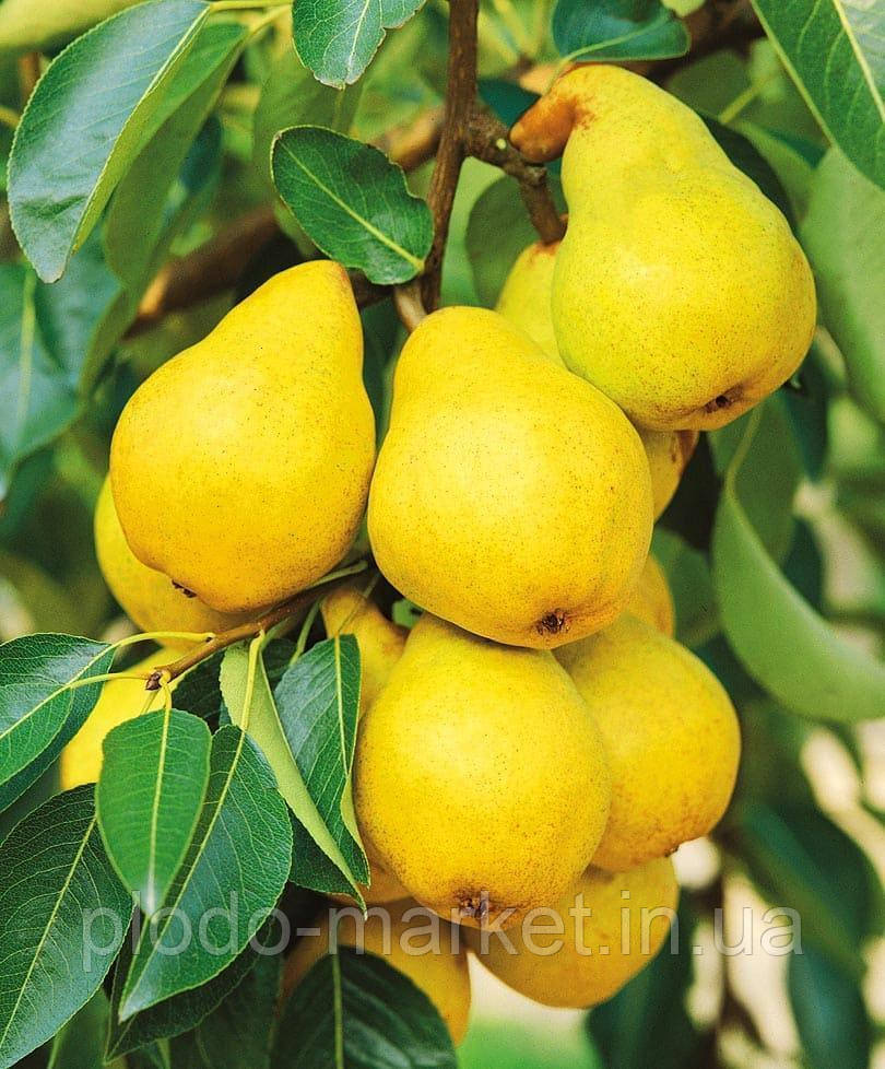 Груша "Г-5" Колоновидна, фото 1