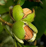 Волоський горіх "Чернівецький" 1 (2-х-річний 1,5 м.)