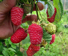 Малина літня "Лячка" (великоплідний сорт середнього строку дозрівання)