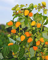 Малина "Жовтий Гігант" (ремонтантний сорт, один з найвідоміших)